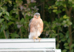 20190216 Sparrowhawk